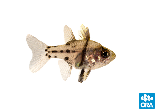 最新的海洋鱼类击中“俘虏育种”物种清单，Sphaeremia Orbicularis，Orbic Cardinalfish